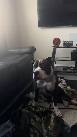 We just walked almost 3 miles, he need to go lay down 😭😭😭😭😭 #pitbullsoftiktok #happypitbull #baconthepit 