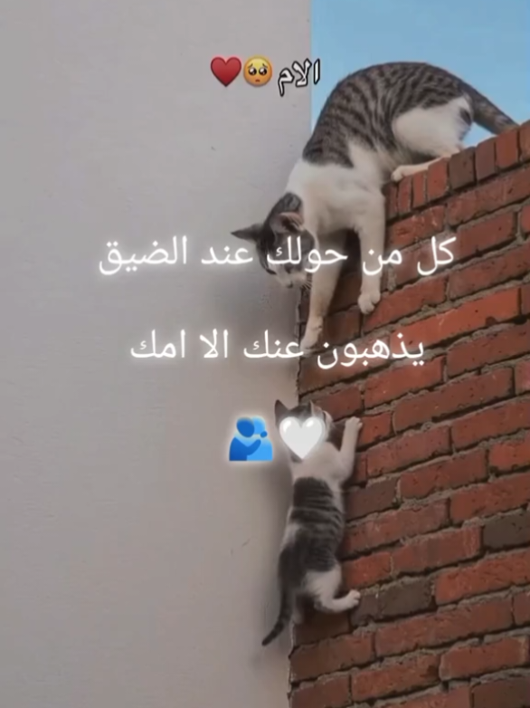 الام هي كل شي في الحياة.   كل من حولك عند الضيق يذهبون عنك الا امك