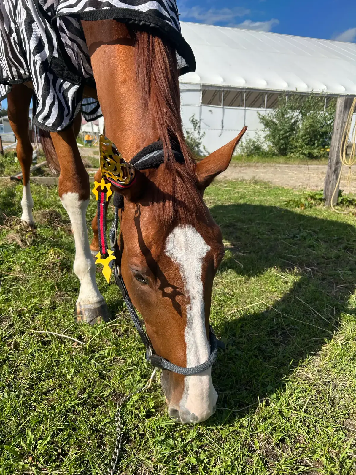 My dad is Orfevre. People often say I look just like him! He’s even a character in Uma Musume, and this is me cosplaying as him! #umamusumeprettyderby #umamusume #foryou #fyp 