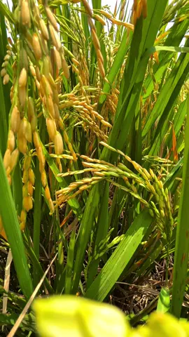 Minggu cuaca cerah poll🤟🤟 #microsoftedge #Ccpro #4k #mSim11