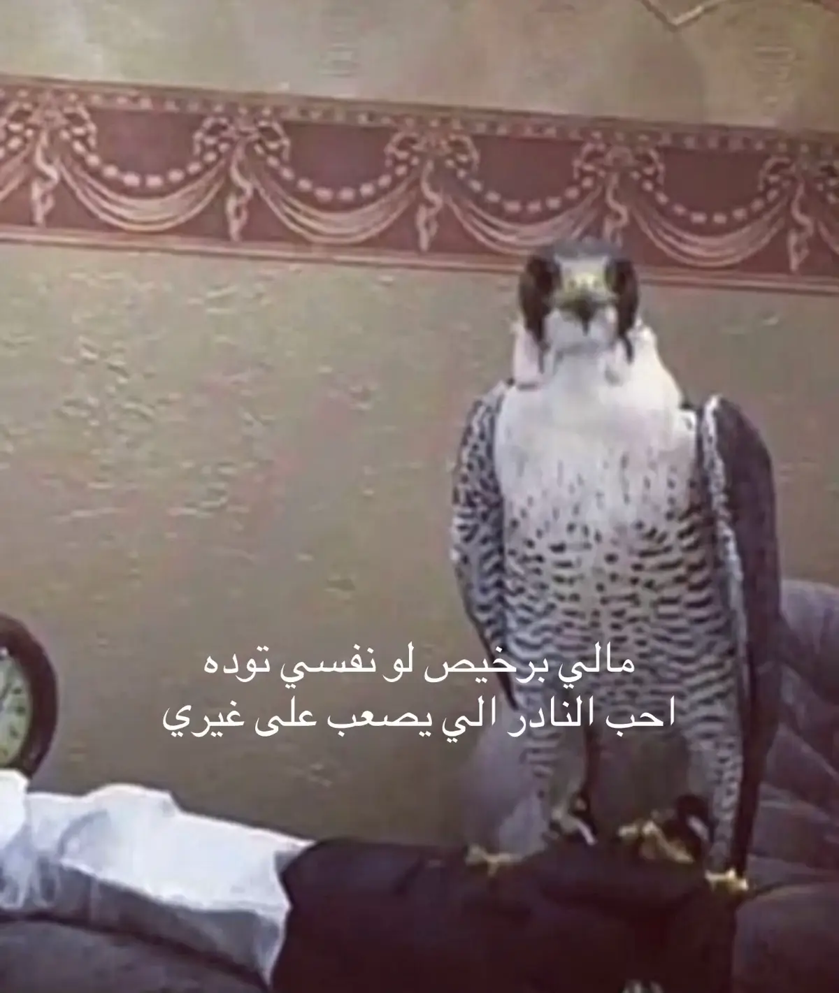 #اكسبلور #اكسبلورexplore #fyp #شاهين_قرناس_هوا