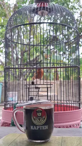 #tepuskalimantan #tepuskepalaabugacor #masteranandalan #masteranhandal #tepuskepalaabu 