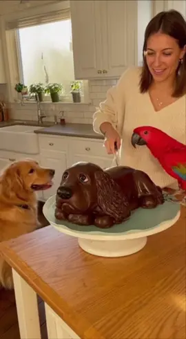 Mimzo and the Dog Freak Out Over a Realistic Cake!” 😂🦜🐶🎂 #MimzoTheParrot #FunnyAnimals #CakePrank #CuteReactions #hilariousmoments 