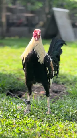 #ayamimport #ayamfhilifin🇵🇭 