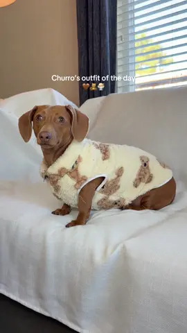 Bears are the trend of the season! 🧸 #OOTD #dogoutfit #trendydog #fyp #foryou 