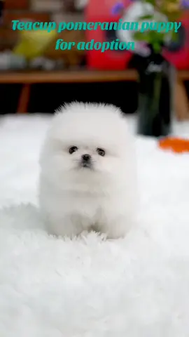 Teacup pomeranian puppy for adoption  #teacupdogs #teacuppuppies #pomeranian #pomeranianpuppy #usa_tiktok 