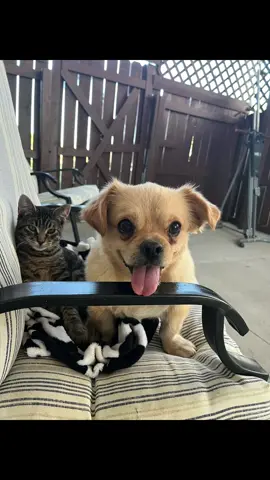 #dog #cat #kitten #BestFriends 