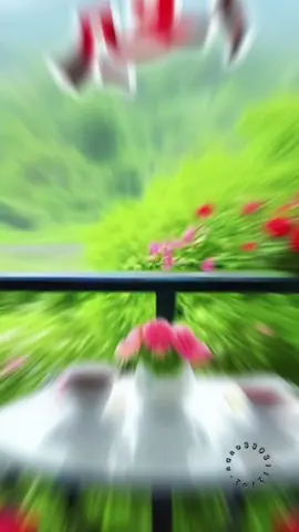 #صباح_الخير #🌹🌹🌹🌹🌹🌹🌹🌹🌹🌹🌹🌹 #❤❤❤❤ #مشاهير_تيك_توك #🌹🌹🌹🌹🌹🌹🌹🌹🌹🌹🌹🌹 
