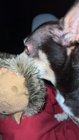 Totally a love hate relationship 🤣❤️#chihuahuastiktok #funnychihuahua #anklebiters #evilchihuahua #angrydog 