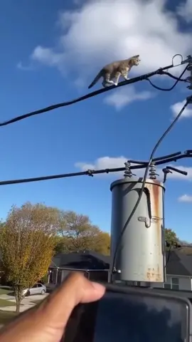 terbukti punya 9 nyawa tinggal 8 lagi 😼😾😆😆 #kucing #fypviralシ #fyp #fyppppppppppppppppppppppp #fyp 