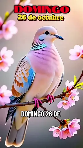 oración de la mañana hoy domingo 26 de octubre,  feliz y bendecido día domingo.  #buenosdias  #feliz #domingo  #viraltiktok #paratiiiiiiiiiiiiiiiiiiiiiiiiiiiiiiiiii🦋 
