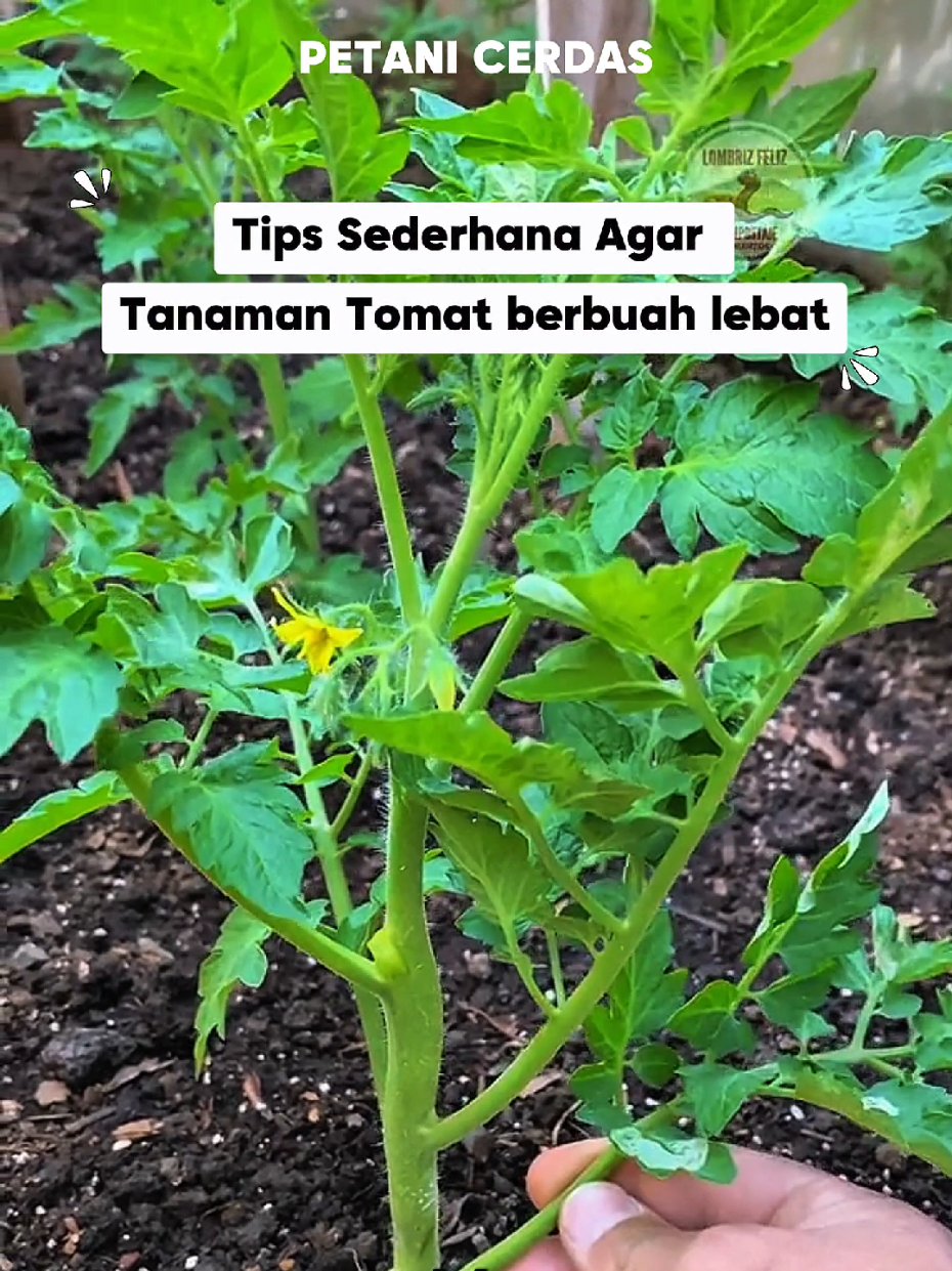 Cara agar tanaman Tomat Berbuah lebat #Tomat #PanenTomat #Fyp #BelajarMenanam #petanicerdas 