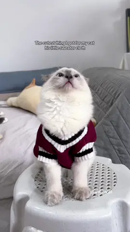 Cozy vibe only 🐱#catclothes #sweater #catsoftiktok #fyp 