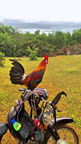 Quá đẹp luôn.thầy ơi#garung #garừng #garừng_86🐔🐔 