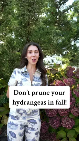 Your hydrangea bestie is logging in this morning to remind you to leave your macrophylla and oak leaf hydrangeas alone in the fall! Hydrangea preparation for the winter for these plants is really basic - wrap in burlap if you need to, clean up leaf litter if your plant has disease on its leaves, otherwise LEAVE IT ALONE! Please! You’ll thank me next year! #plants #TikTokLearningCampaign #fallpruning #fallgardening #hydrangeainfall