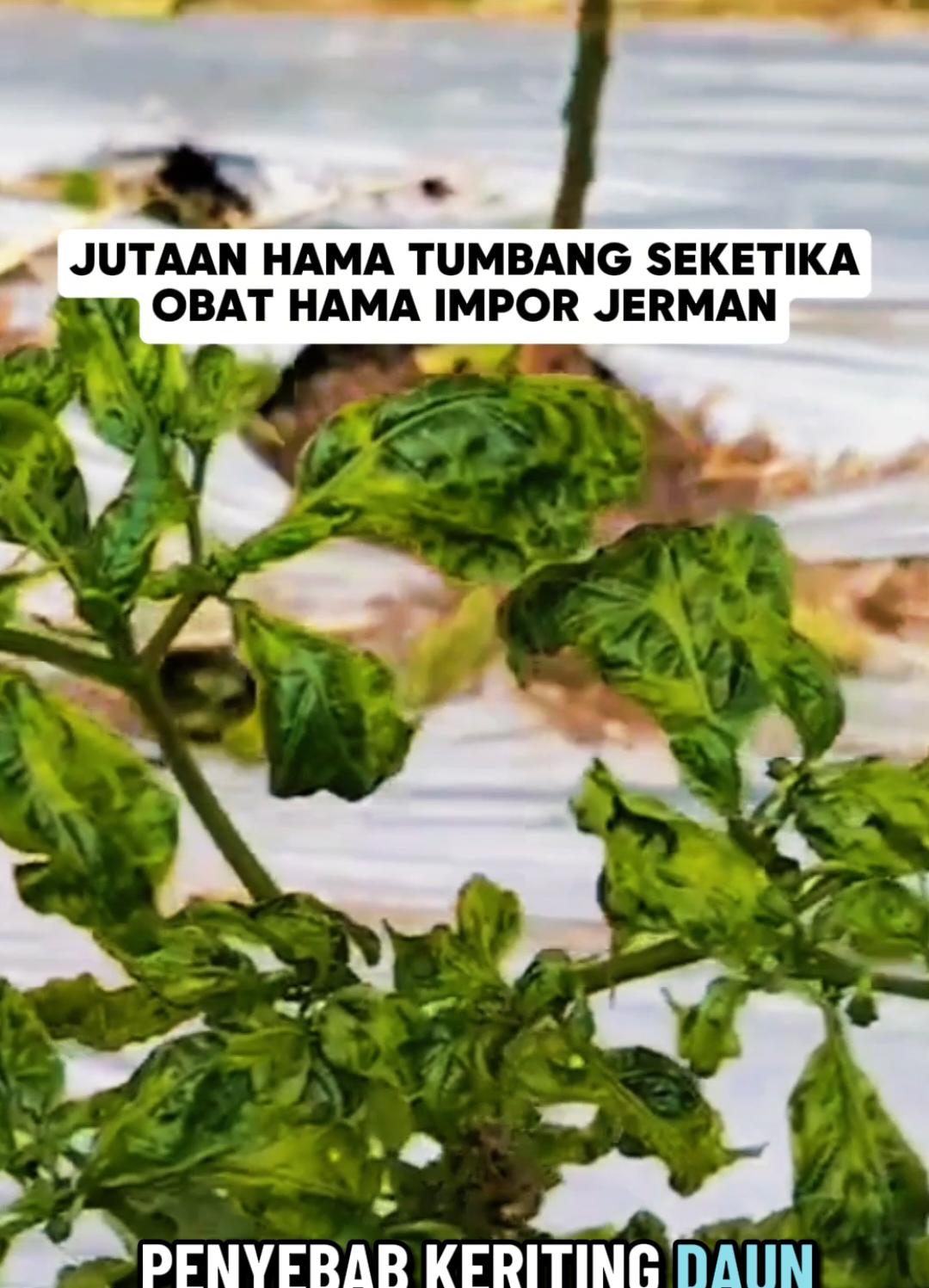 Obat hama ARIZONA 55EC, solusi Andalan untuk Kontrol Hama Thrips & Ulat Grayak. Insektisida berbasis pekatan emulsifikasi yang dirancang untuk memberikan perlindungan optimal bagi tanaman Anda. Dengan formulasi kontak dan lambung, ARIZONA 55EC menghentikan aktivitas hama sedini mungkin, baik ketika mereka menyentuh daun maupun ketika mulai memakan jaringan tanaman. Keunggulan Utama, efektif terhadap hama seperti thrips dan ulat grayak, yang sering menjadi masalah pada cabai, sayuran dan tanaman hortikultura lainnya. Formulasi emulsifikasi memudahkan pencampuran dan penetrasi pada permukaan daun menjamin distribusi aktif yang cepat. Dibawah merek dari Alfabeta, yang sudah berpengalaman sejak 2003 di bidang agro-chemical global #arizona55ec #obatdaunkeriting #obathamapalingampuh #alfabetaagrochemical #creatorsearchinsights 