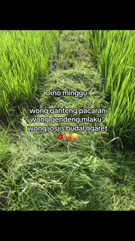 Josjis tenan😜#sobatngaret #peternakmuda #sapijumbo #fouryoupage #4u 