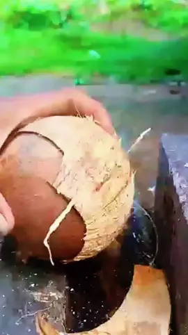 #coconut #coconutcutting #foryoupage #viralvideo #reamovingcoconutfromshell 