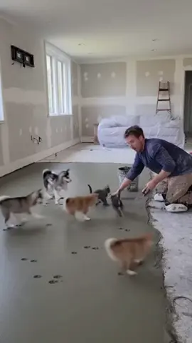 Animals caught walking on wet cement 😳🐾 #cat #dog 