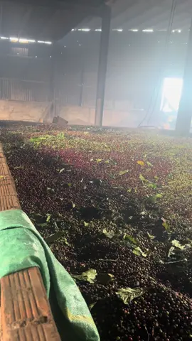 cafe tươi gần 27k tại lò sấy ..#daklak47 #xuhuong #xuhuongtiktok #cafe #vietnam 