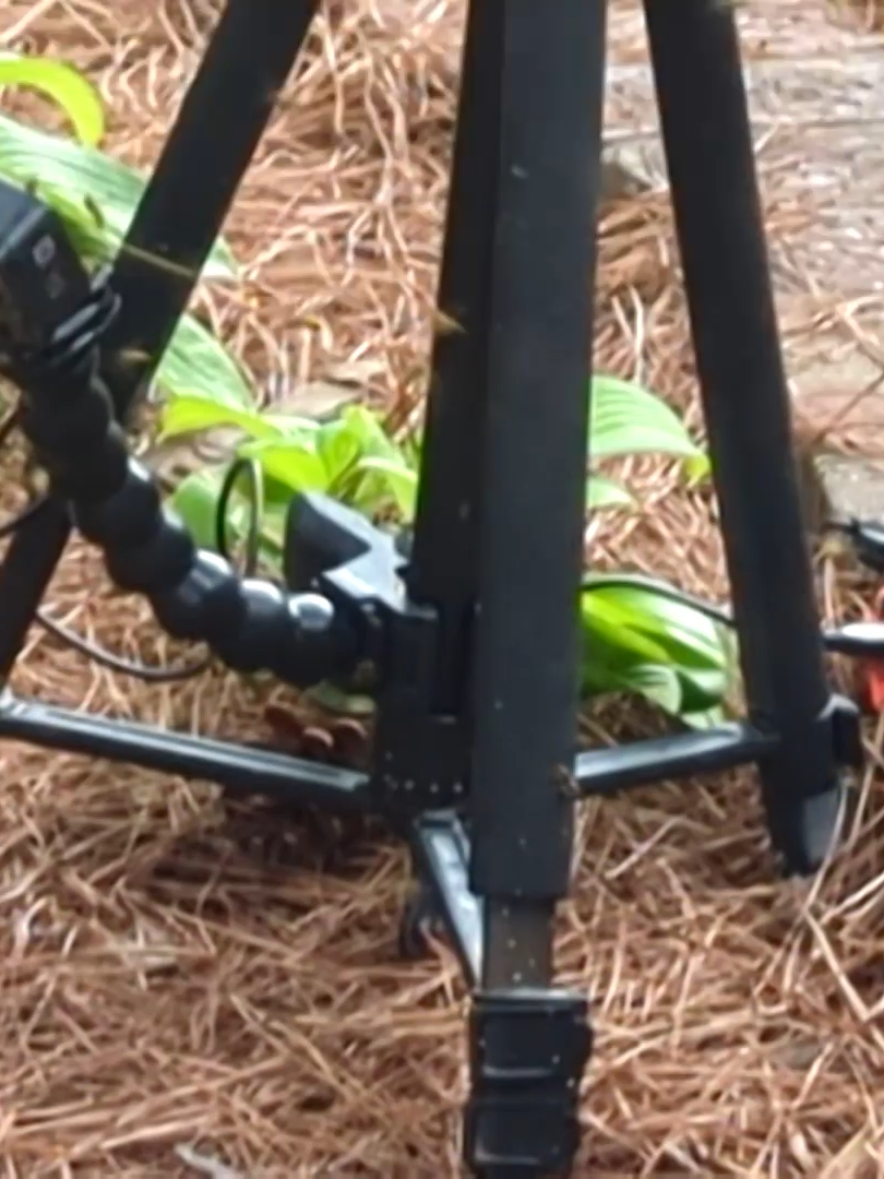 2025-10-24 While setting up cameras for a Yellow jacket extraction, I realized they didin't like my GoPro. #yellowjackets #beeholding