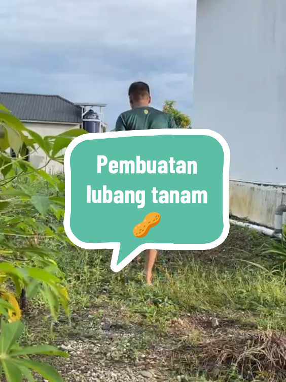 Tanpa Olah tanah.. #fyp #belajar #pemula #berkebun #kacangtanah 