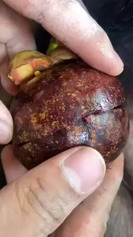 egg fruit ahhahahahaha #fyp #makeitviral #viral #tiktok 