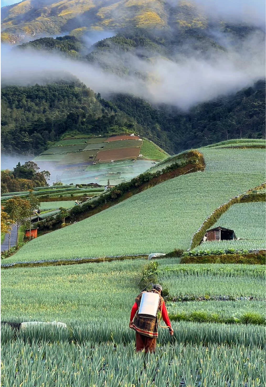 Semangat beraktivitas 🥰 #negerisayursukomakmur #magelang #fyp 