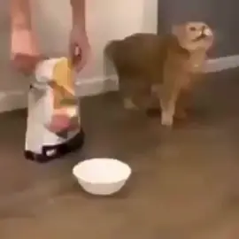 This cat fears gluttony #animal #animals #catsoftiktok #cats #cat 