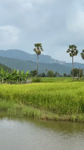 ងើបនៅស្រអែមមាសបង☘️🌾🌅#ខ្ទមស្រែ #កូនអ្នកកំពង់ស្ពឺ #ស្រុកស្រែ #ជនបទ 