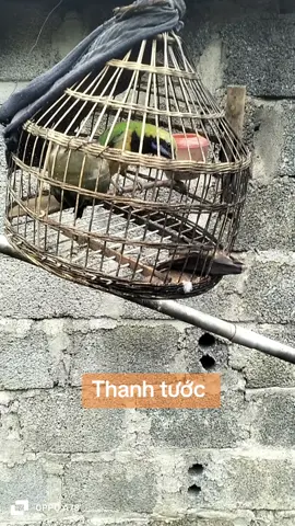 thanh tước #chimcanh #toiyeudongvat❤ #avi 