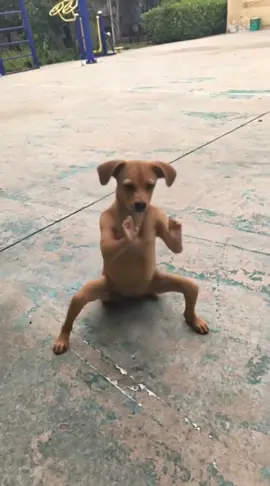 Xin lỗi anh chỉ là cao thủ! 🐕                                               #dog #kungfu 