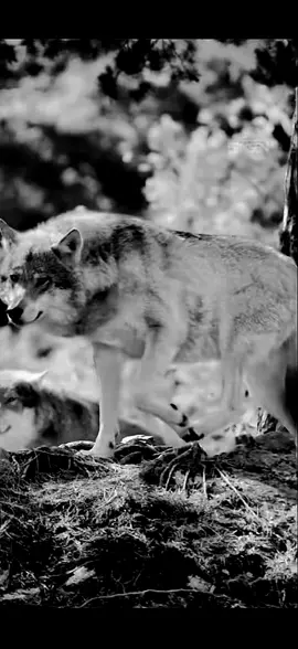 #حكم_وأمثال_وأقوال  #حكمة_اليوم_علمتني_الحياة_والتجارب  #إقتباسات_عن_الحياة  #شعب_الصيني_ماله_حل 