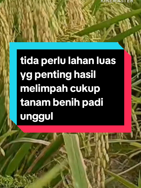 #benih padi super unggul# benih padi tailan jumbo#