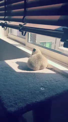 @rita._hina  #groundsquirrel #richardsongroundsquirrel #fanpage #edit 