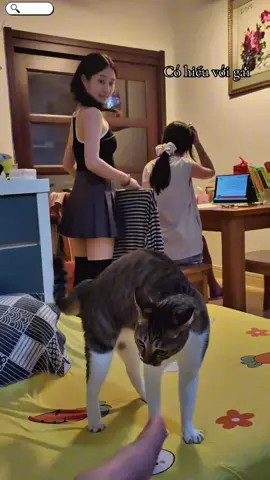 Đem mấy con Mèo 🍊ra đây #mèocute #mèodễthương #xuhuong 