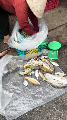 Bik gu tui cái mấy bả dụ hoài luôn..... nói vậy chớ cũng hốt hết 😂😂 Với Tí nó là siêu phẩm, thịt trắng- béo- ko xương, ăn chỉ bỏ mỗi cái xương sống.... #TíNhaTrang #CơmQuêNhàTí #HảiSảnTươiSống #CáLướiCáCâu #ẨmThựcNhaTrang