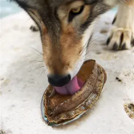 Legend of the hungry wolf. It's time to recharge！ #abalone #decompress 