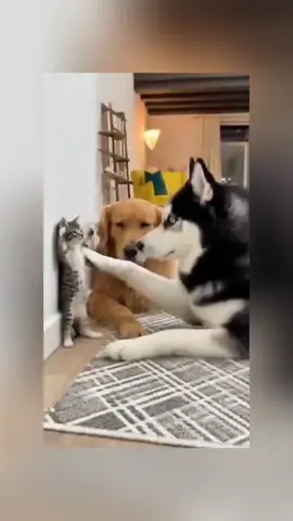 #kucingbarbar #kucingtiktok #kucinglucu #doggy 