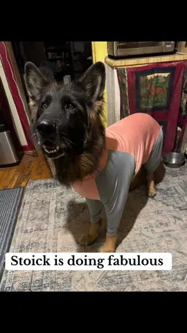 Stoick says goodnight & he is doing great. #darkwinggsd #dog #gsd #dogsoftiktok #stoick 