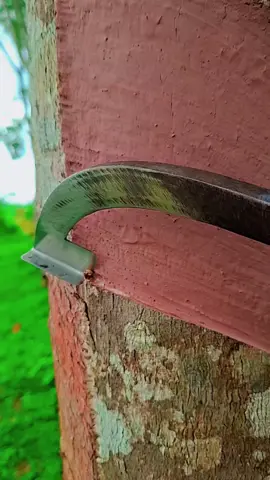 ฝนตกหลายวันน้ำยางหายไปไหนหมด🥰 #พี่หลวงกรีดยางพารา🌿 