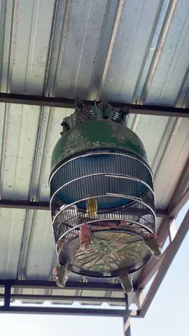 solusi kenarimu kurang banter volumene lebokno sangkar kutot wae 😍💦 #tulungagung24jam #kenarimaniaindonesia #kenarigacor #kenariprospek #kenariklaten 