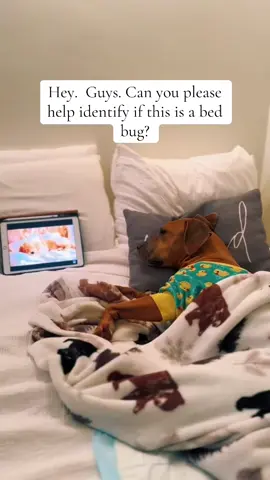 #dog #dogmom #pitbull #Love #rescuedog 