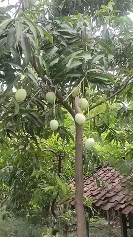 Angger konangan pokok iso mlayu 🤣 #jawapride #pemandanganalam #nyolongpelem#fypシ #fyppppppppppppppppppppppp 