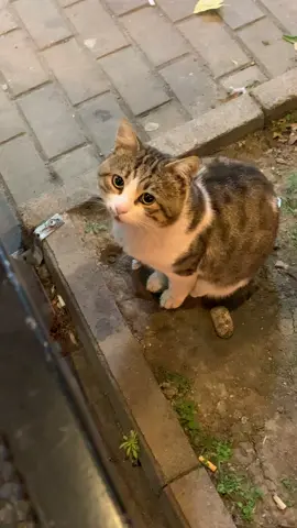 bulat sekali 🥺#catsoftiktok 