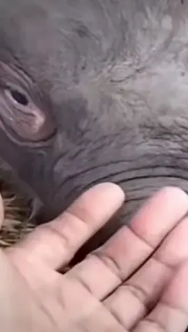 #ช้าง #ช้างศึก #ช้างไทย #ช้างสุรินทร์ #ทุกคน 