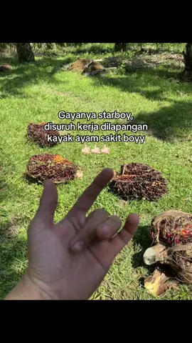 #petaniindonesia🇮🇩🇮🇩🇮🇩🌿🌿 #kulisawit #sawitindonesia 