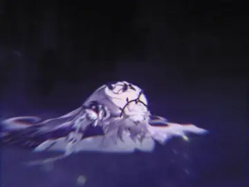 #CASTORICE • Adrianne lenker genuinely kills me omg || #HonkaiStarRail #honkaistarrailedit #castoricehsr #castoriceedit || @Robin 