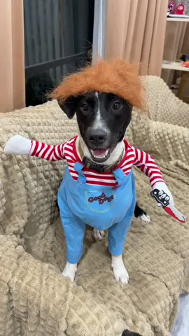 เข้าเทรนด์วันฮาโลวีนค่าบบ แบร่วังๆผีหลอกในป่ายางนะ🤪 #ร็อคเก็ตหมาเกาะหมุย #โล้งโต้งคู่หูร็อคเก็ต #หมาพูดใต้ #หมามึน #ฮาโลวีน 