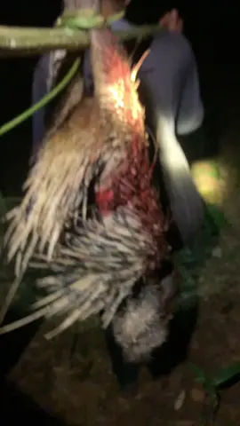 หมานแล้ววคืนนี้#หมาพราน #นายพราน #สายล่า 